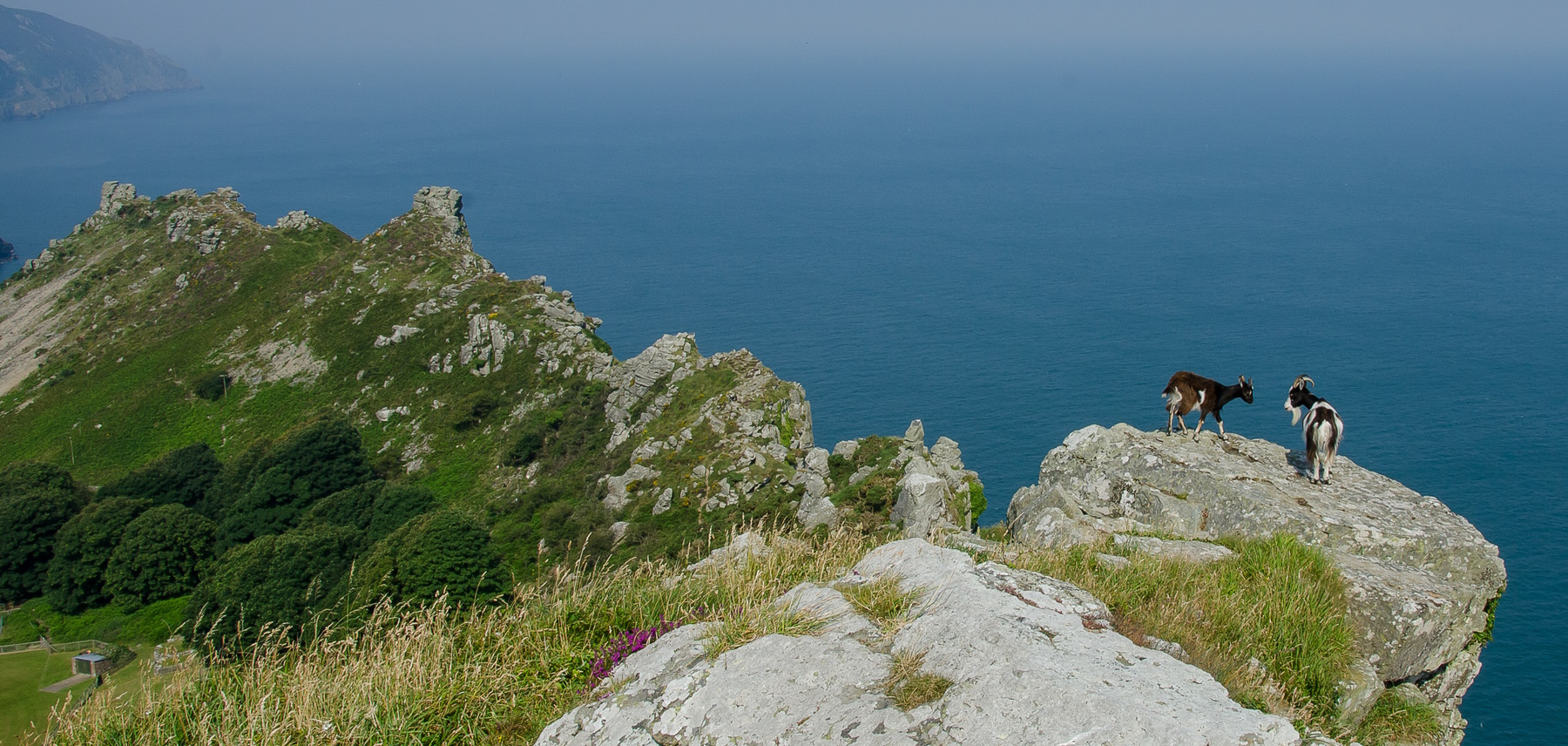 Goats at Valley of Rocks