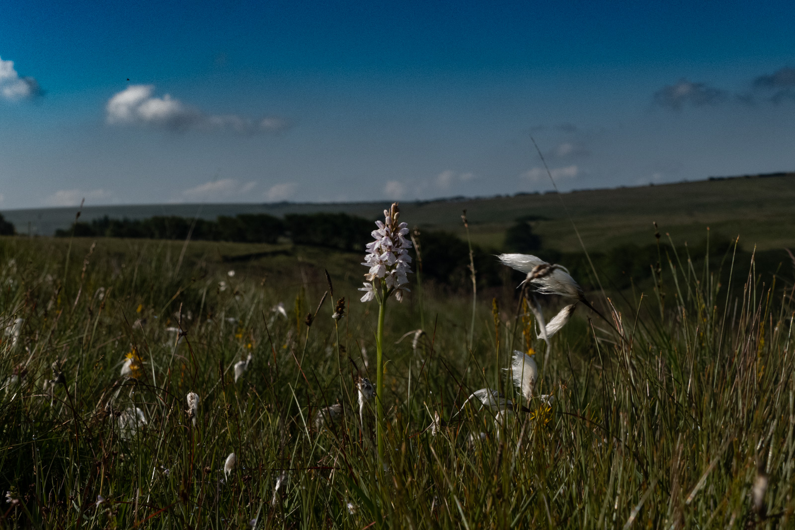 Meadow above Pinkery