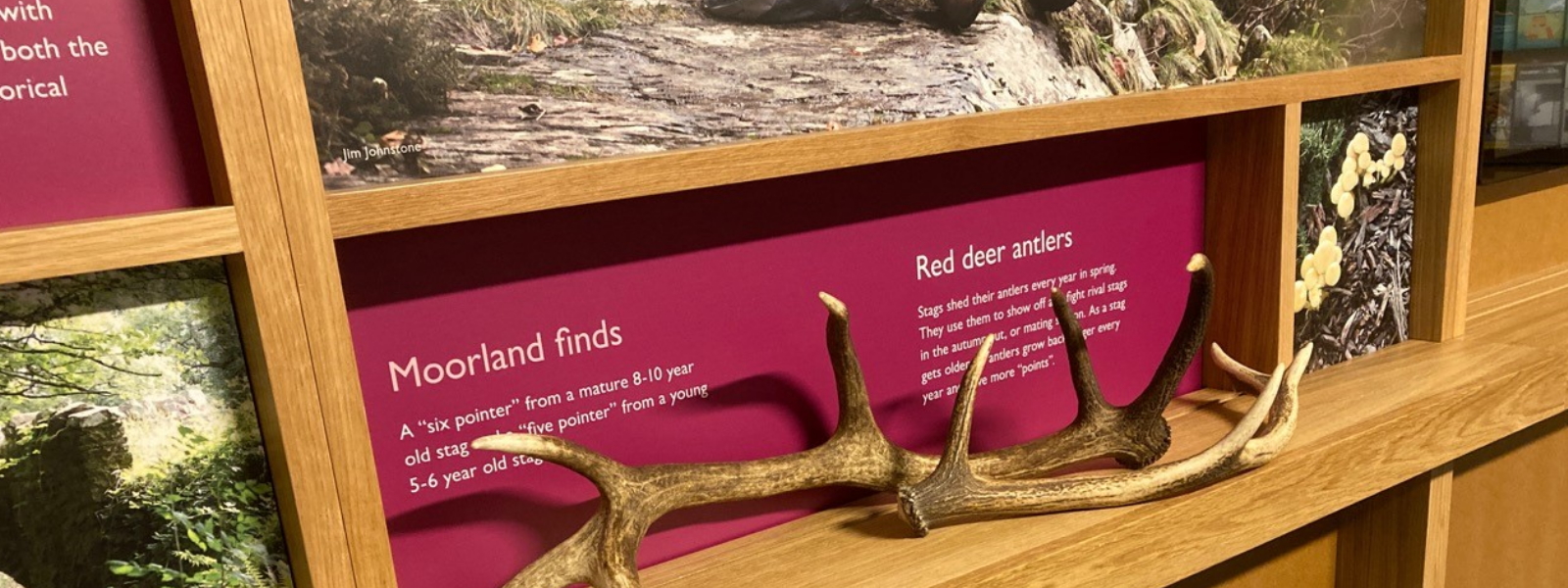 Moorland finds at Dunster National Park Centre