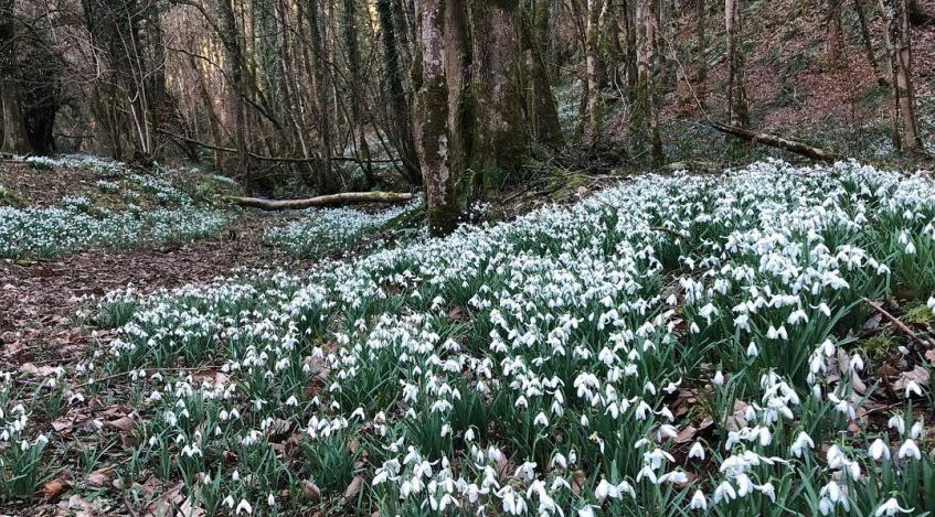 Snowdrops