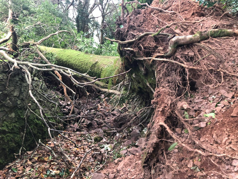 Fallen tree on Exmoor following Storm Darragh