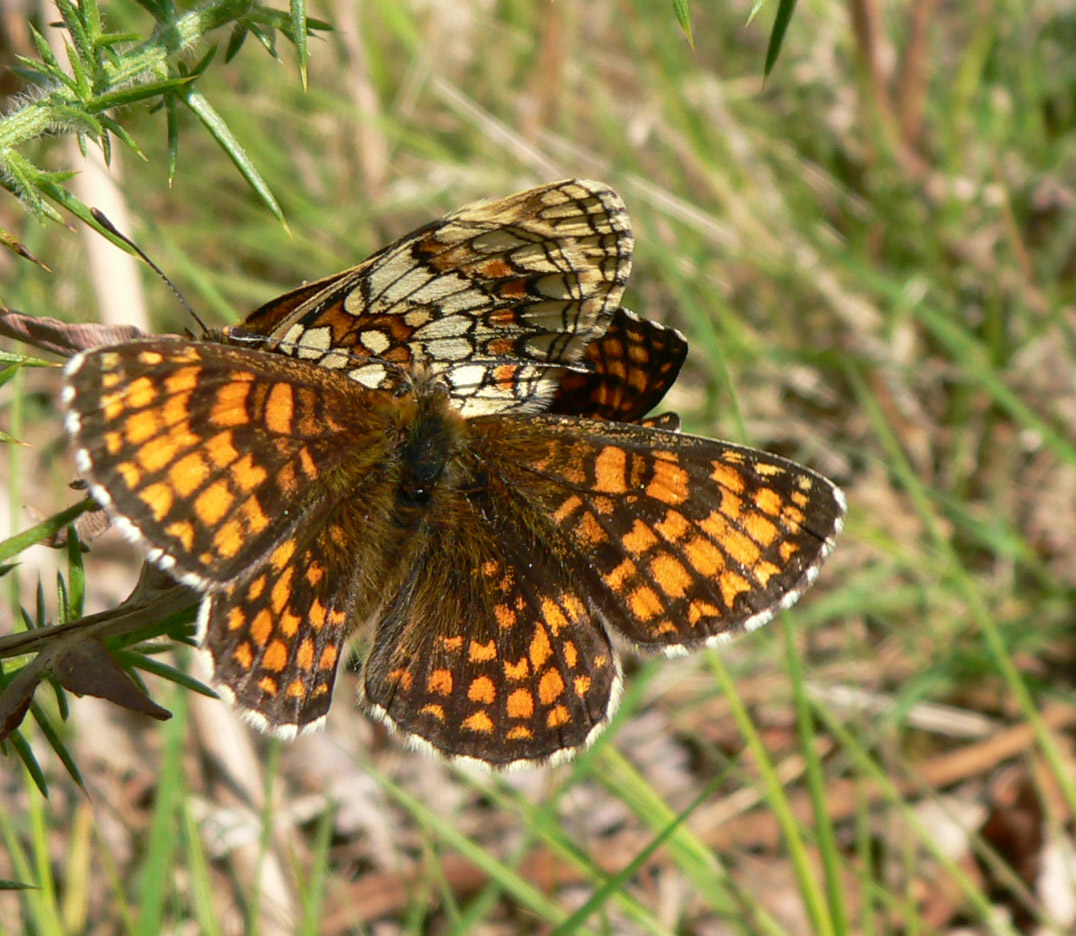 Heath Fritillary