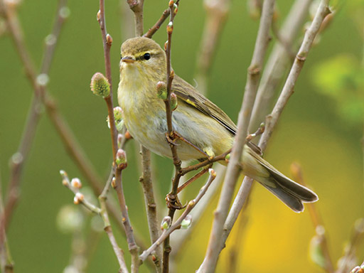 Willow warbler