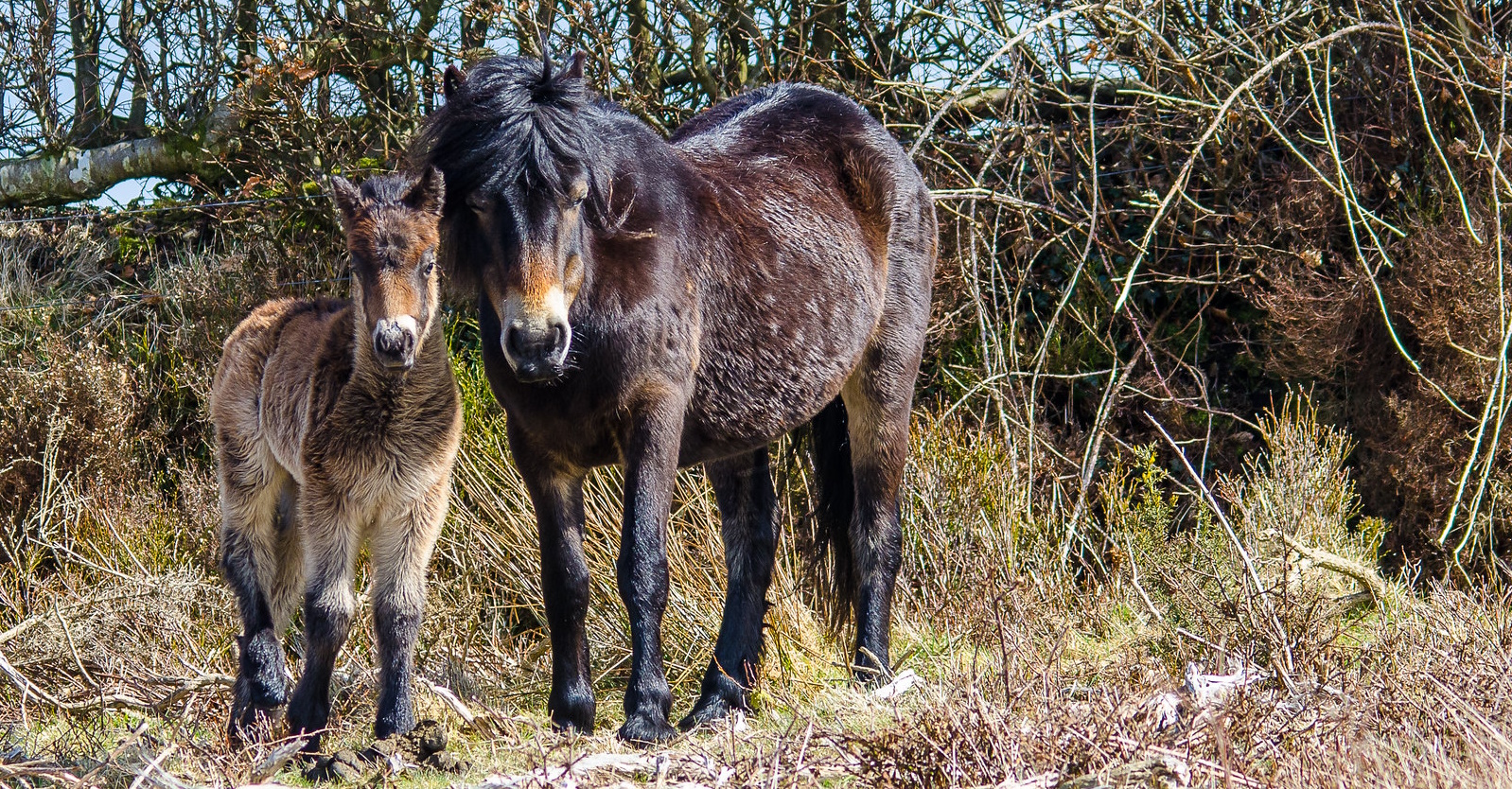 Exmoor Pony and Foal