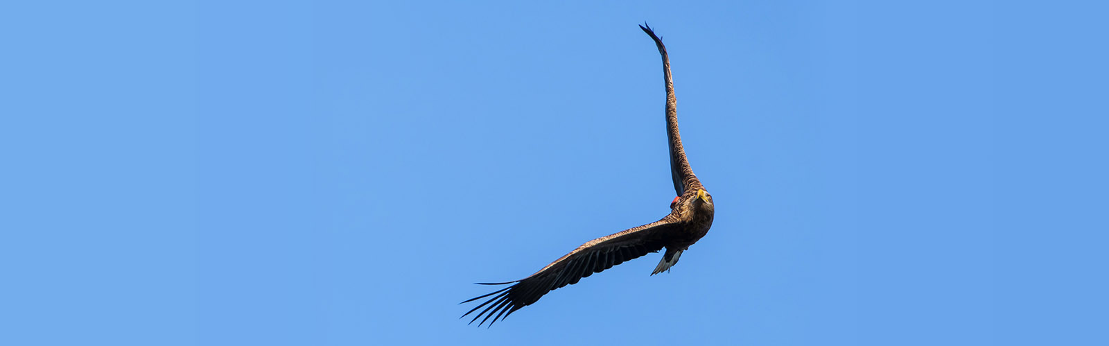 White tailed eagle in flight