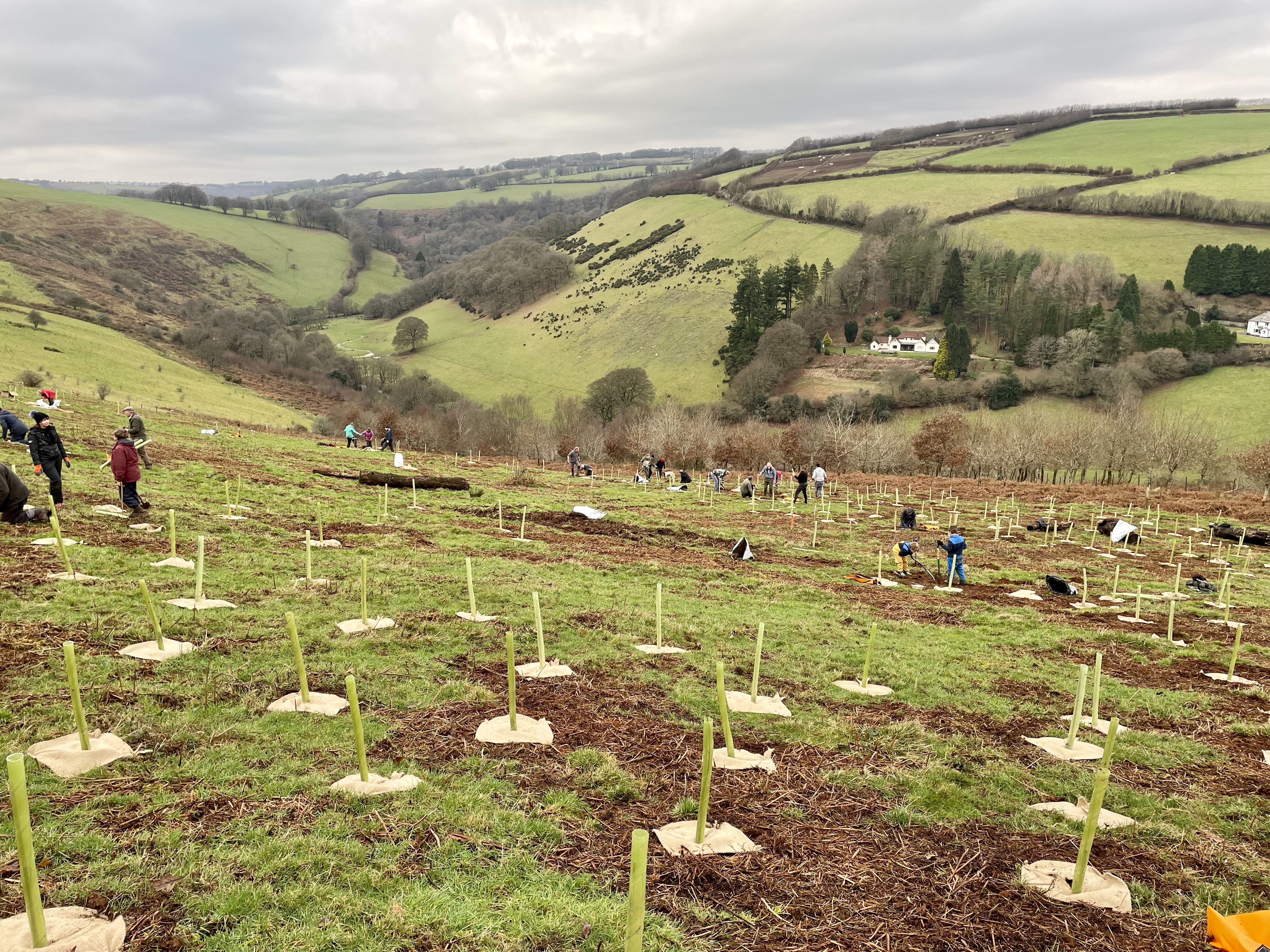 tree planting bywood