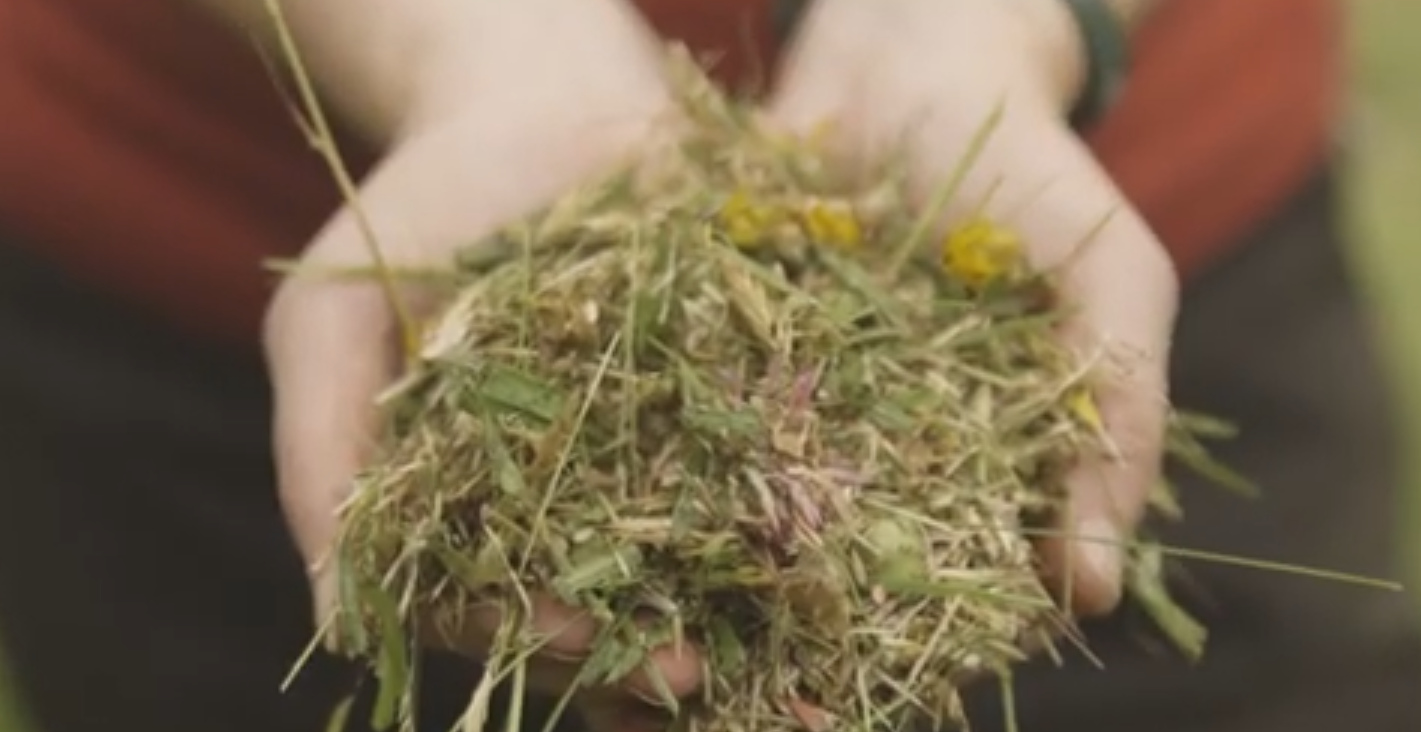 wild flower seeds in someones hand