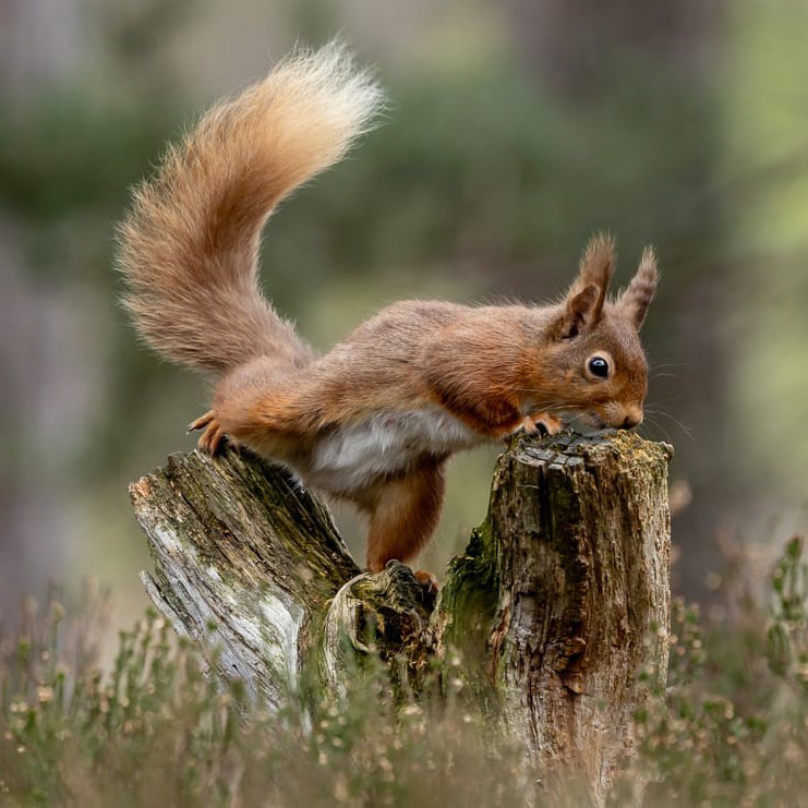 Red Squirrel