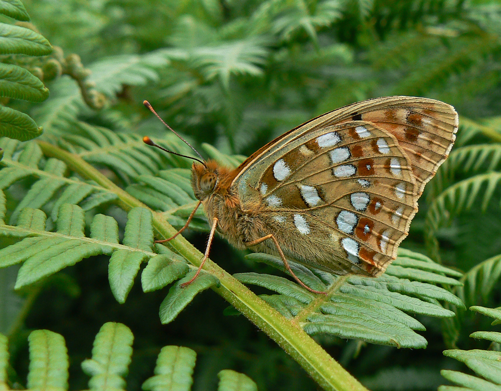 High Brown Fritillary_Neil Hulme