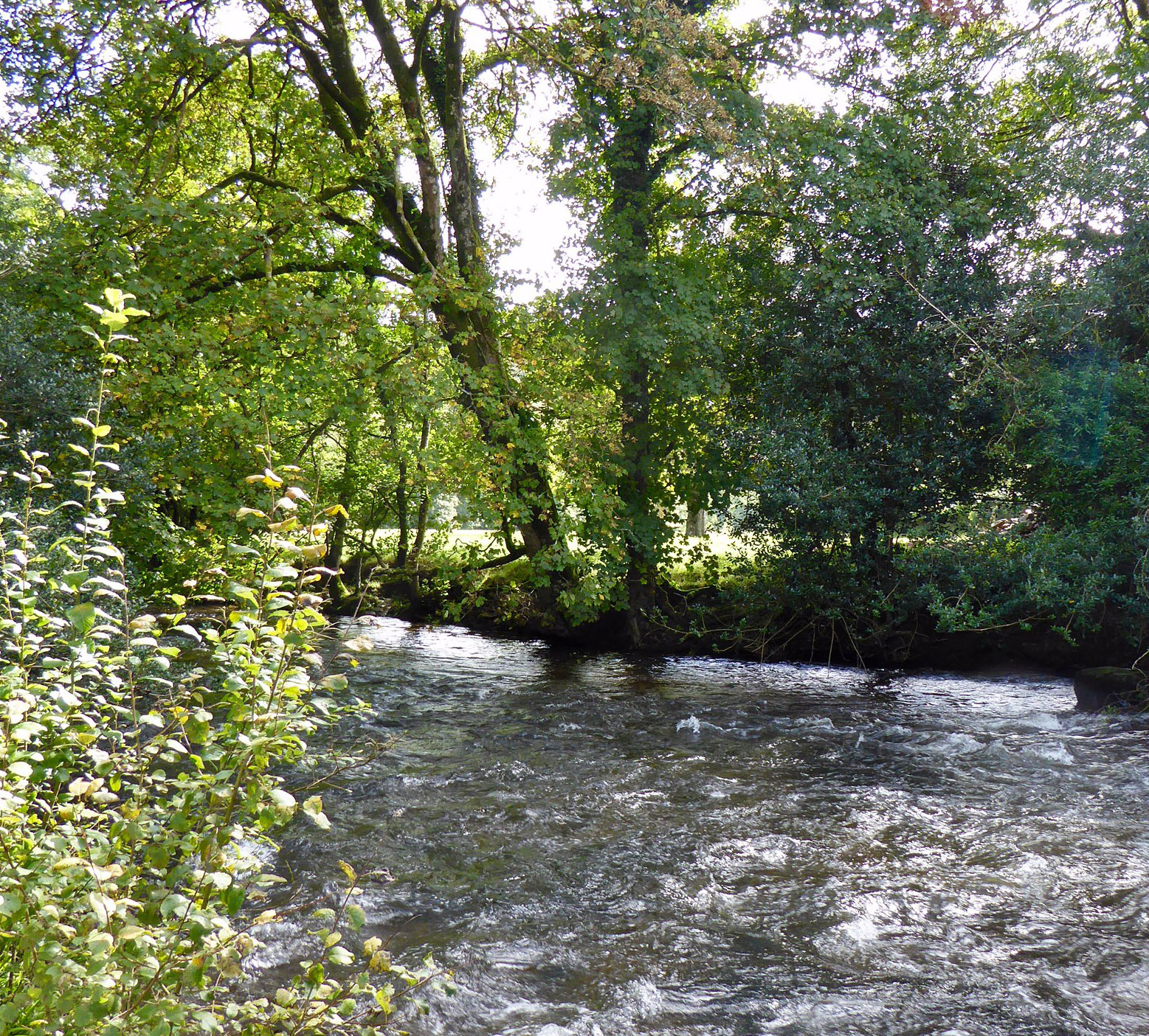 Barle at Marsh Bridge