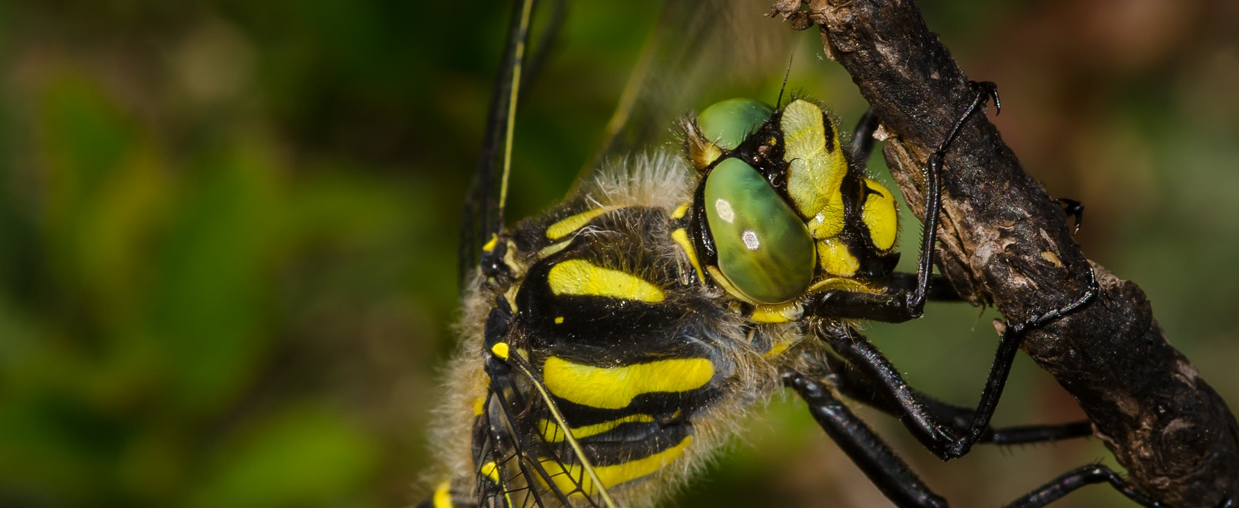 Golden Ringed Dragonfly