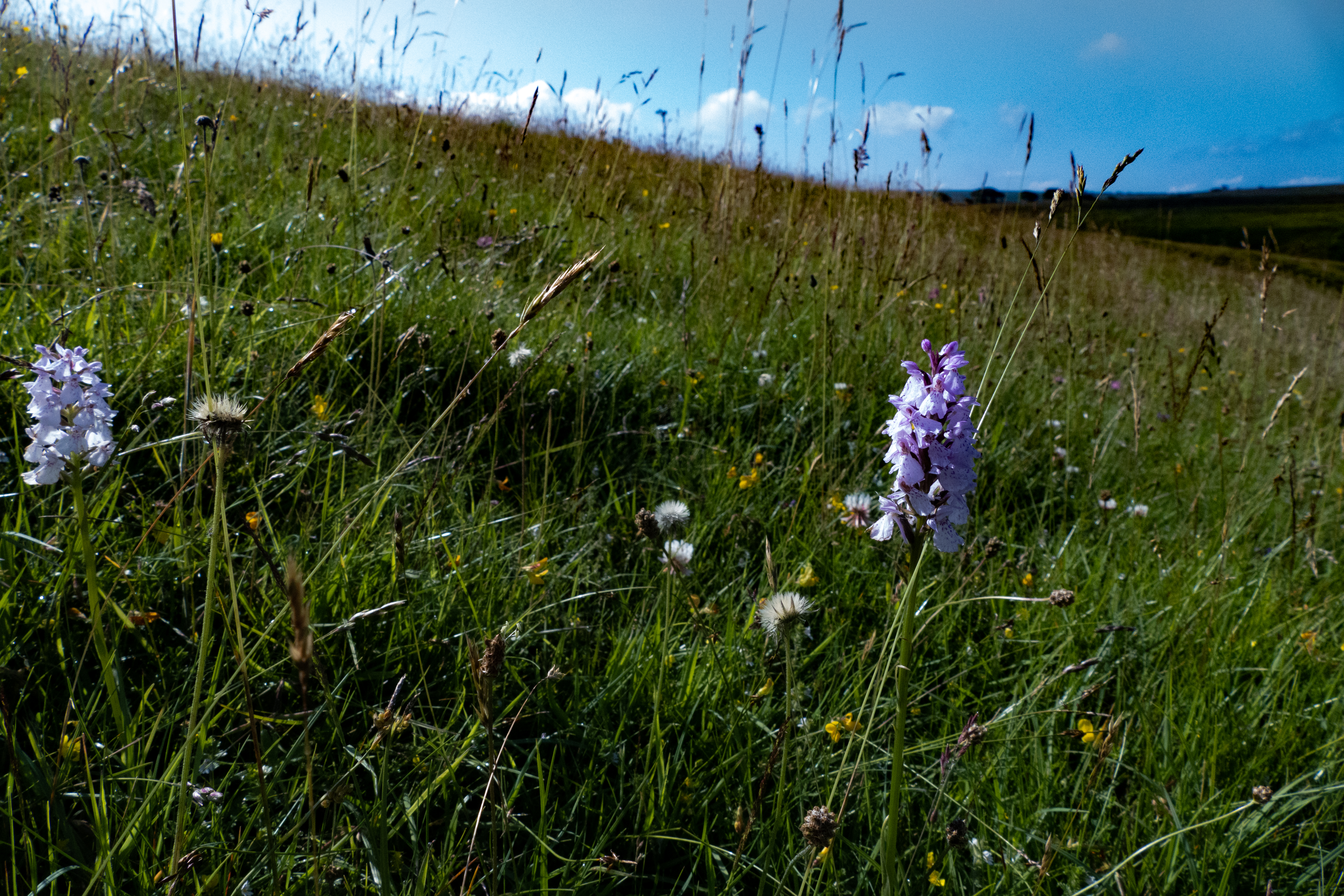 Meadow at Pinkery