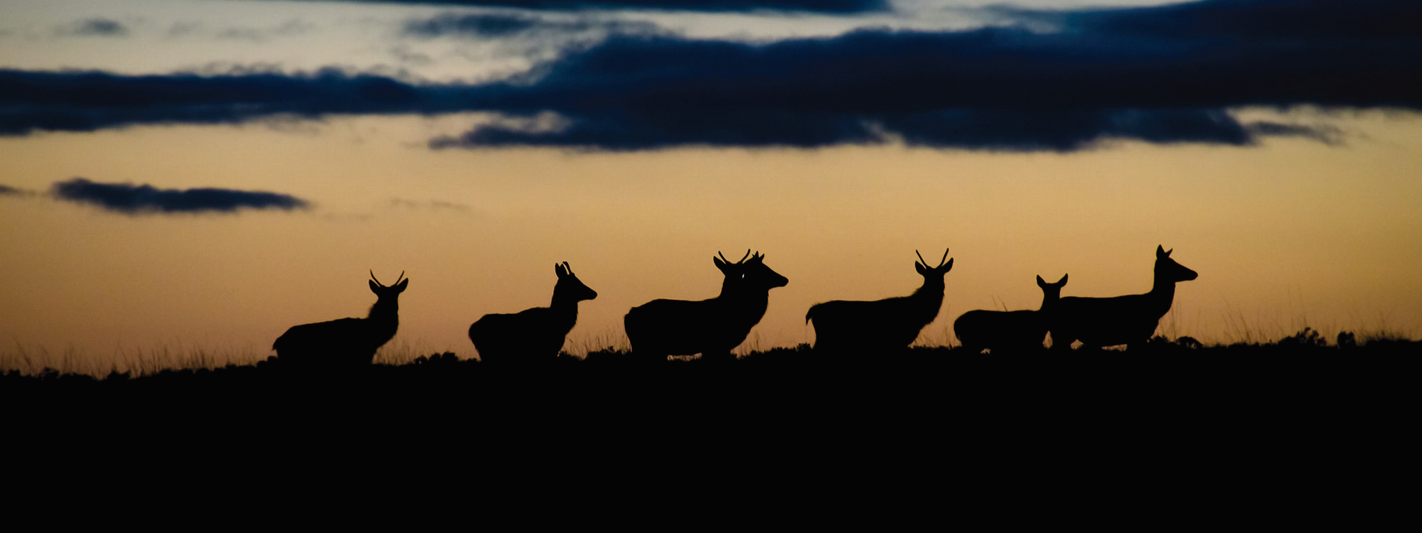 Red Deer Silhouette