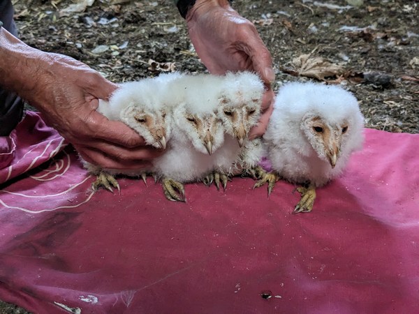 Barn Owl Chicks