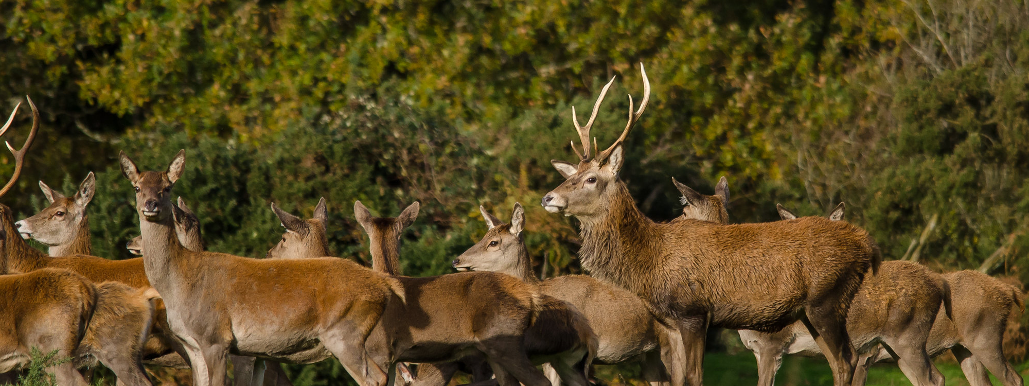 Red Deer