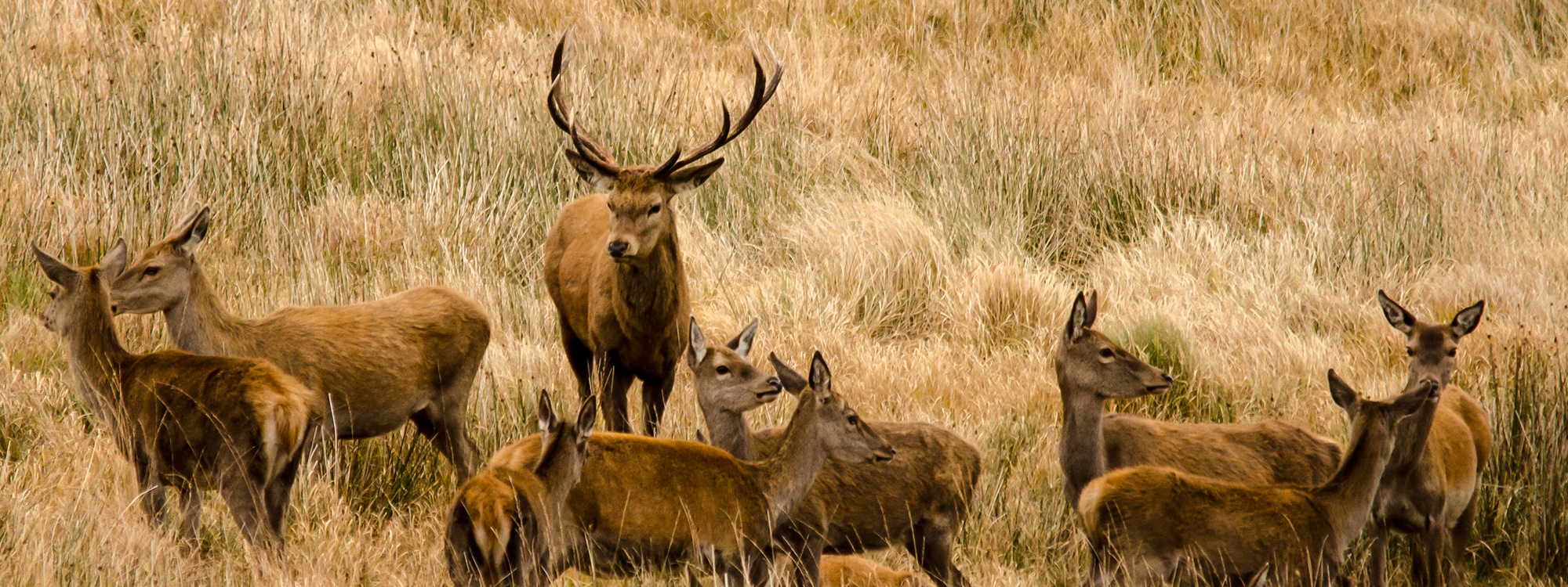 Red Deer