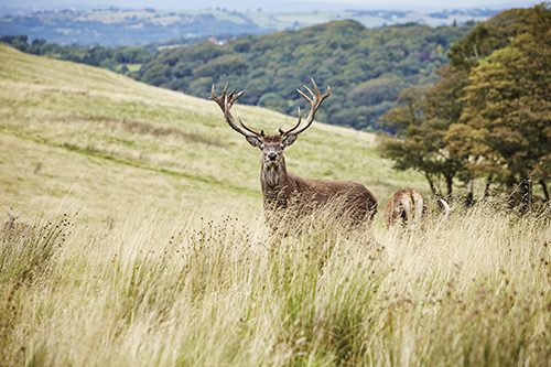 Photo of stag