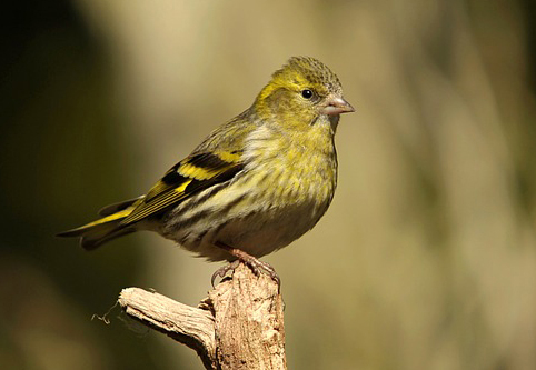 Siskin