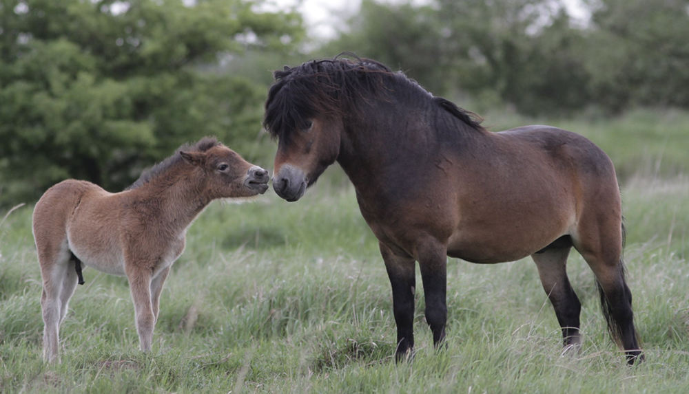 Photo of Exmoor Ponies