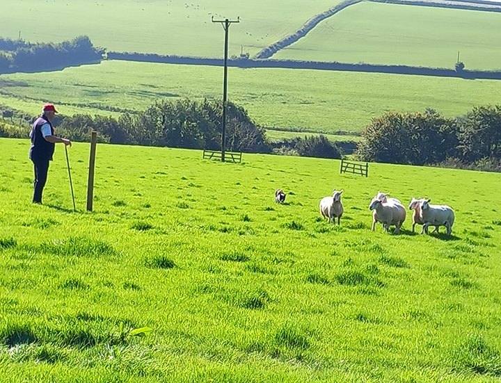 Photo of a man and his sheepdog and some sheep