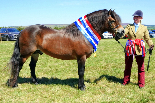 horse show