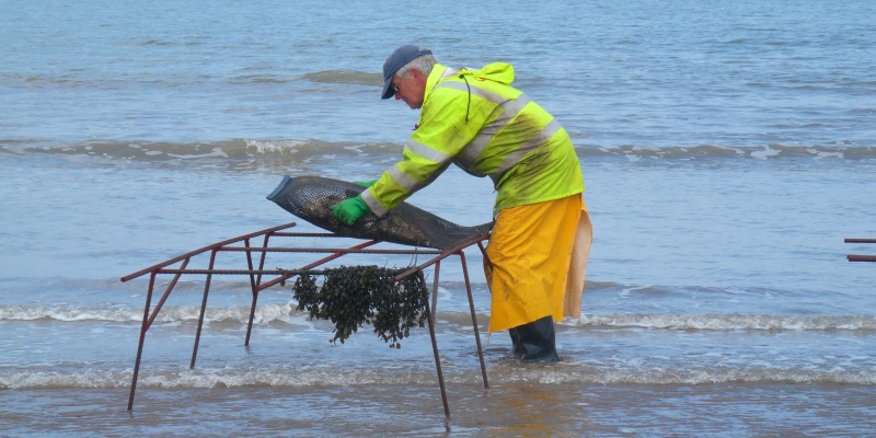 Porlock Bay Oysters