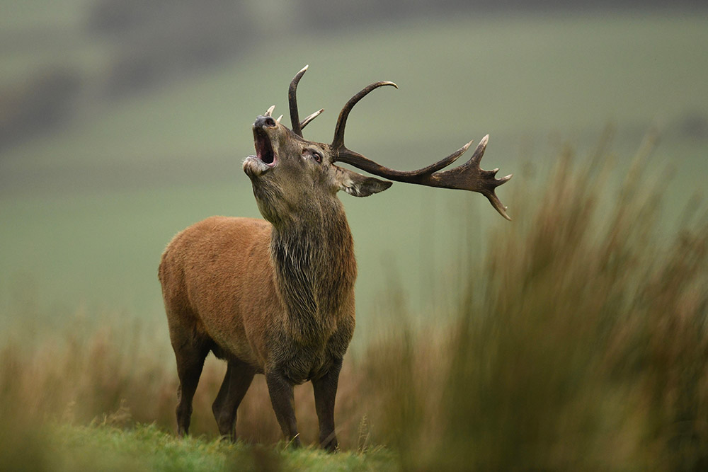 Andrew bellowing stag 