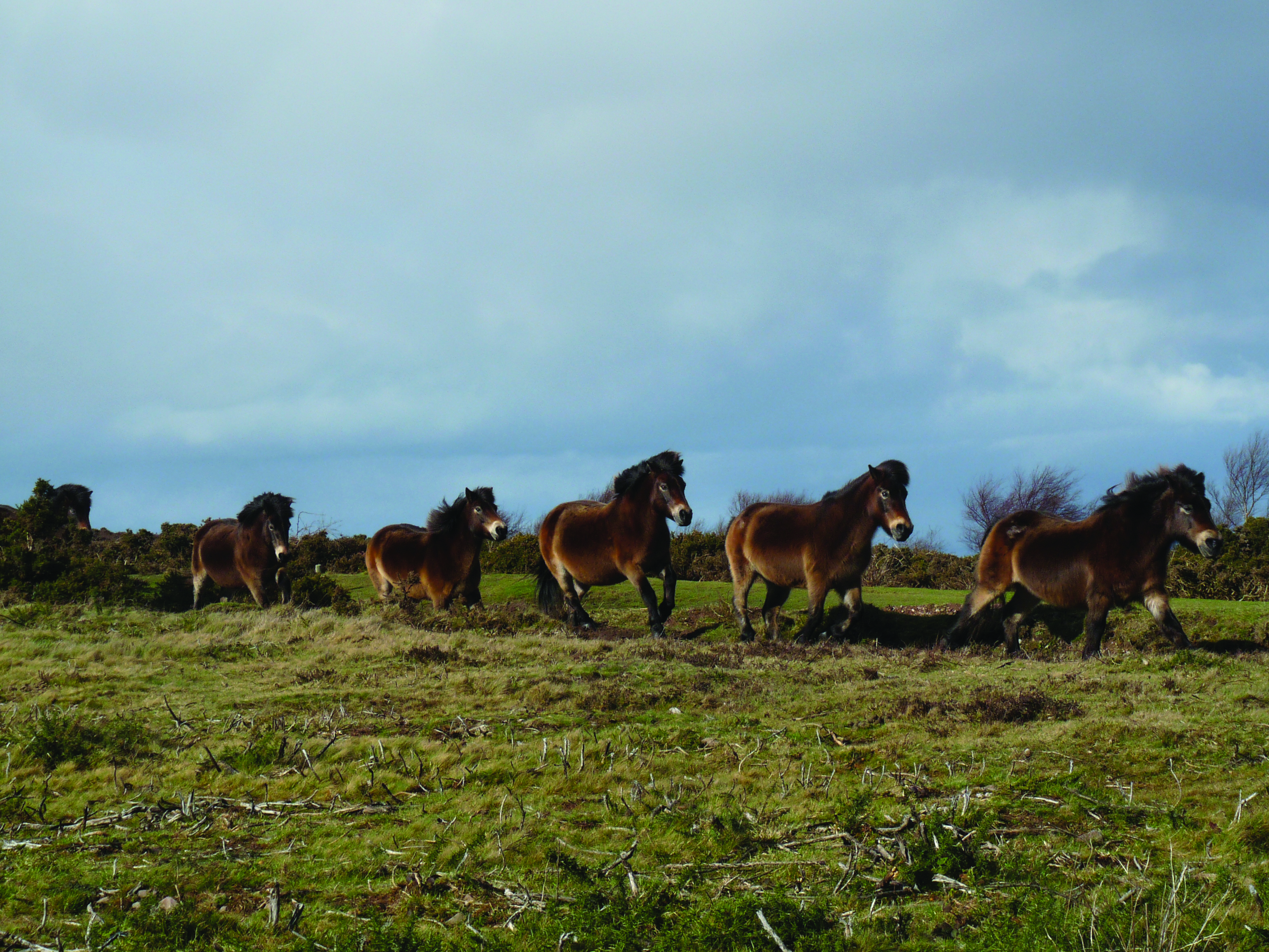 Exmoor Ponies on North Hill