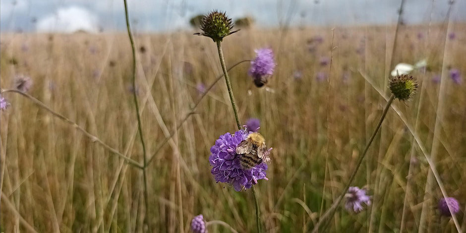 Bee