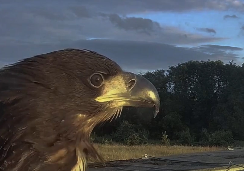 Image of head of White Tailed eagle