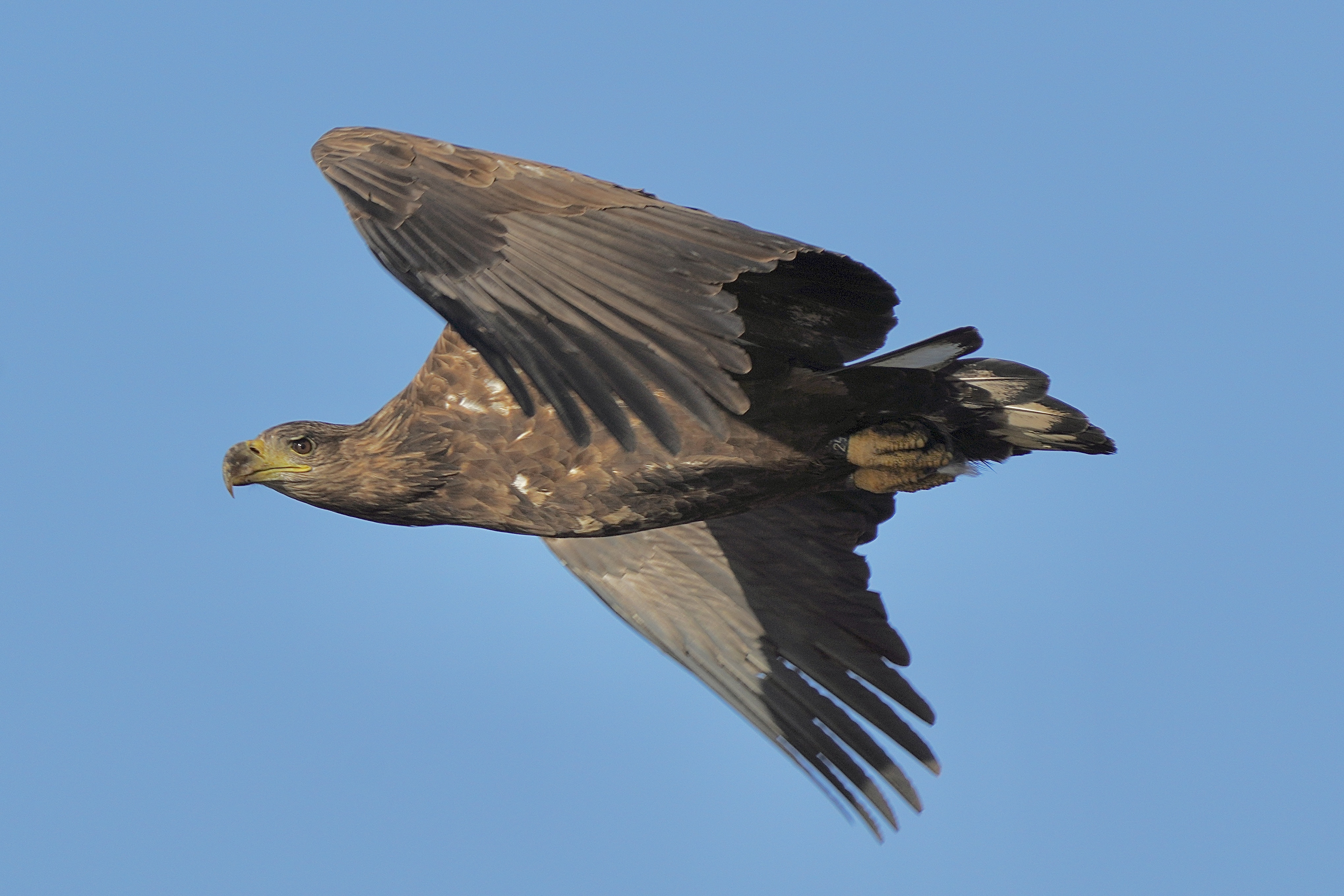 White Tailed Eagle